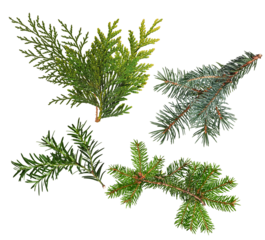 assortment of lush evergreen boughs and branches offering a variety of textures and green tones, ideal for bringing the beauty of nature into festive designs