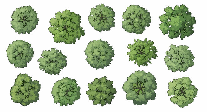 Collection of various green trees viewed from a top-down perspective, suitable for architectural plans or landscape design.
