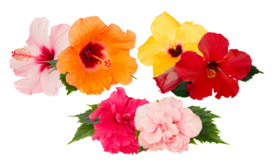 vibrant arrangement of hibiscus flowers exhibiting diverse hues creating a captivating and tropical display of natural beauty for vivid exotic appeal