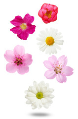 collection of pink and white springtime flowers showcase delicate botanical beauty, perfect for cheerful greetings and elegant decorative compositions