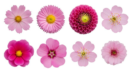 Assortment of Pink Flowers on Black Background Keywords: pink flowers, floral, assortment