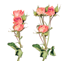 timeless elegance of dried roses epitomizing delicate beauty, ideal for vintage themes, romantic designs, and nostalgic floral arrangements enhancing refined aesthetics