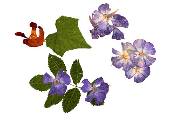 botanical arrangement featuring pressed orange and purple flowers nestled among lush green leaves evoking whimsical charm for enchanting botanical beauty