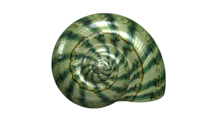 A stunning glossy turbo seashell showcasing an intricate green and black spiral pattern, an isolated natural object on transparent background