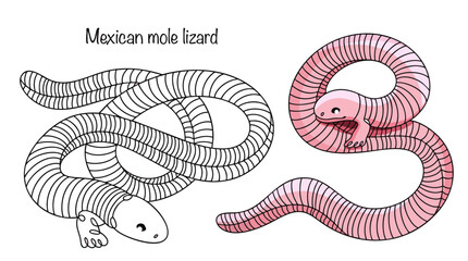 Mexican mole lizard