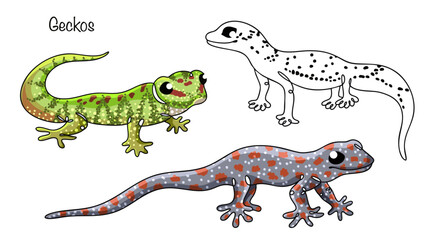 Geckos