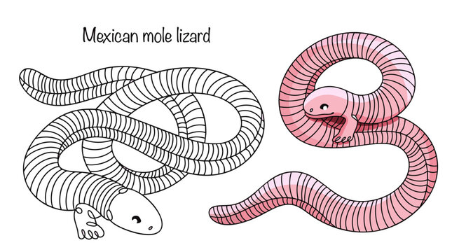Mexican mole lizard