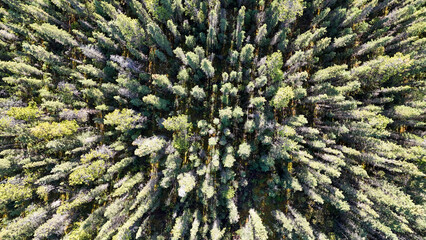 Vibrant aerial view of lush evergreen forest canopy in stunning natural light
