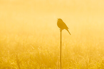 Potrzeszcz śpiewający na gałązce o wschodzie słońca w gęstej mgle na łące, złota godzina © Henryk Niestrój