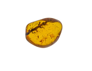 Amber stone. Authentic Baltic amber with prehistoric fossil insect macro
