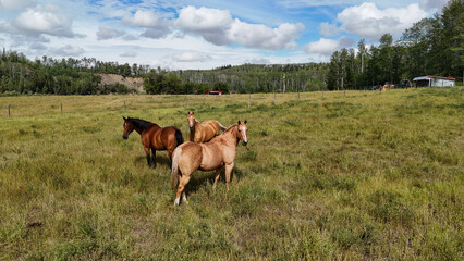 Majestic horses grazing peacefully in sun-drenched meadow under cloudy sky