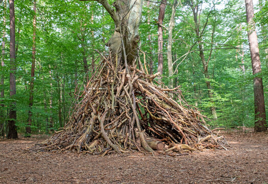 Tree with upright branches and limbs