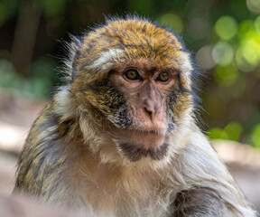 Obraz premium Portrait macaque