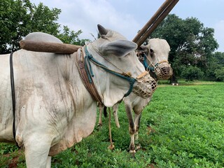 Traditional Oxen Plowing Field | Indian Farming | Rural Agriculture Cattle