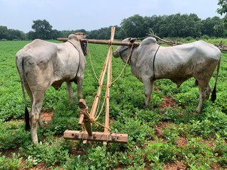 Traditional Oxen Plowing Field | Indian Farming | Rural Agriculture Cattle