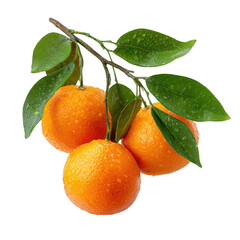 Three ripe citrus fruits with green leaves covered in water droplets against a black background