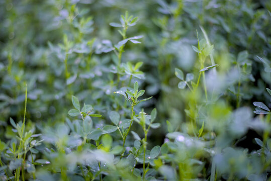Photo of green alfalfa in the field
