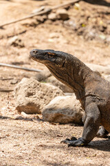 gala Komodo dragon stalking his prey