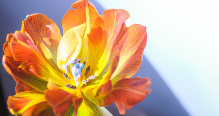 Vivid parrot tulip bloom in warm yellow fiery orange, digitally enhanced for radiant color and clear petal details. Clean composition with artistic shadow, rich tonal contrast
