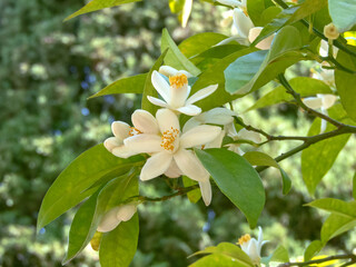 White citrus flowers in spring garden. Orange tree blossoms.