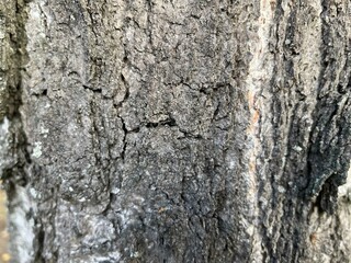 Rough brown tree bark texture with vertical cracks and moss