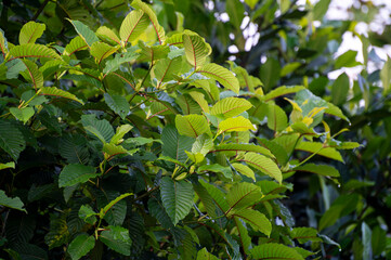 Kratom (Mitragyna speciosa) green Is a type of drug. Kratom or Mitragyna speciosa branch green leaves on natural background