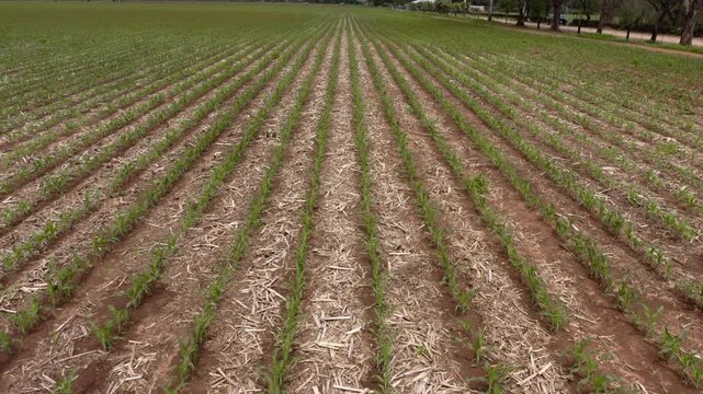 Aerial drone dolly over perfectly straight rows of young corn at massive corn field with dry corn stalks mulch in between