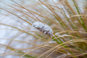 Green grass blades emerging from a layer of fresh white snow, captured in a soft-focus winter close-up scene