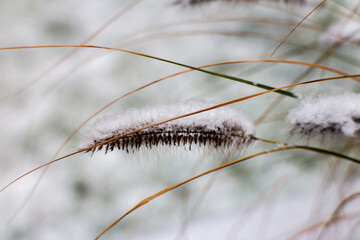 Close-up of frosty ornamental grass covered with snow, symbolizing winter nature beauty and cold weather stillness.
