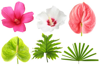 vibrant tropical blooms showcase lush textures and diverse colors, creating an exotic collection ideal for standout designs and captivating visual stories