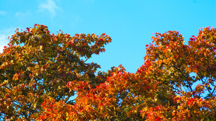 autumn trees against the blue sky