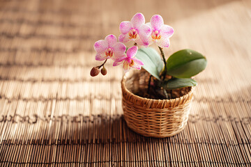 Delicate pink orchid in a woven basket on a bamboo mat, bathed in soft light.