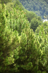 Young pine trees on a hillside in hot weather.