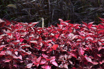 Red ornamental spinach leaves are a decorative plant at tourist attractions