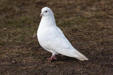 Close-up of a white dove on the ground