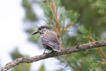 Spotted nutcracker sitting on a tree branch