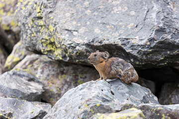 A pika sits on a large rock. Close-up. Altai