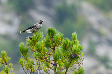 Spotted nutcracker sitting on a tree branch