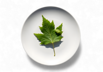 Fresh maple leaf resting on a modern white plate, evoking clean eating and healthy lifestyle choices, perfect for food blogs and nature-inspired themes