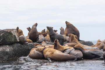 Steller sea lion's rookery. Nevelsk, Sahalinskaya Oblast, Russia