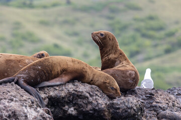 Steller sea lion's rookery. Nevelsk, Sahalinskaya Oblast, Russia