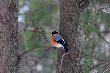 Male bullfinch sits on a tree branch