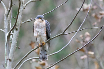 Eurasian sparrowhawk sitting on a tree branch