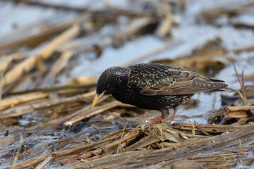 A starling stands on dry reeds on the river bank