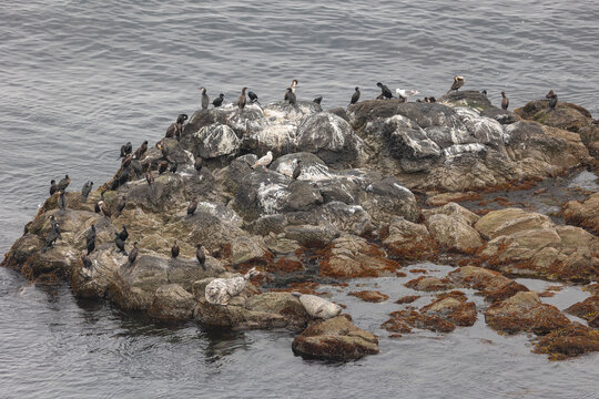 A seal and a ringed seal lie on the rocks, with cormorants perched nearby. Kunashir Island