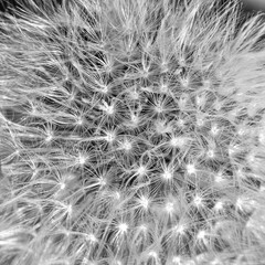 Delicate Dandelion Geometry in Black and White