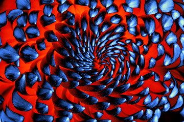 Digitally enhanced macro of chrysanthemum petals in intense red and blue tones. High-contrast...