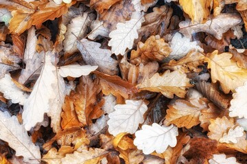 autumn leaves background