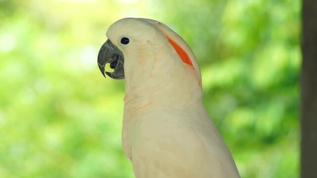Beautiful Salmon Crested Cockatoo Perched On Branch