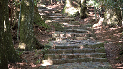 Stone Steps in a Tranquil Forest